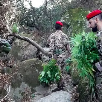 San Luca, scoperte e distrutte due piantagioni di marijuana