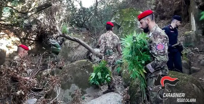 San Luca, scoperte e distrutte due piantagioni di marijuana