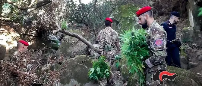 San Luca, scoperte e distrutte due piantagioni di marijuana