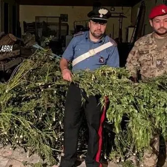 Sorpresi ad essiccare marijuana: due arresti nel Reggino