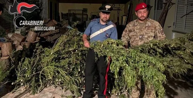 Sorpresi ad essiccare marijuana: due arresti nel Reggino