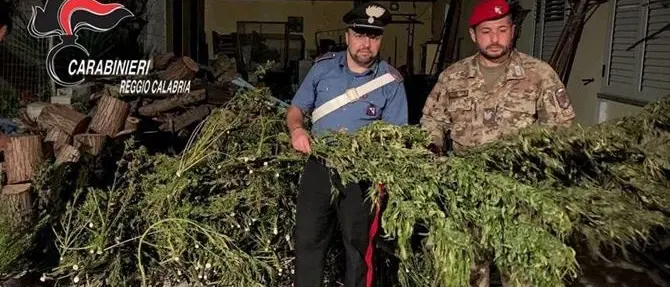 Sorpresi ad essiccare marijuana: due arresti nel Reggino