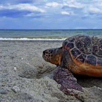 Scalea, salvata tartaruga Caretta caretta: era rimasta impigliata in una rete