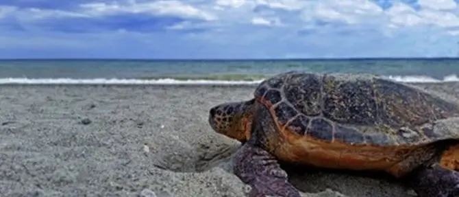 Scalea, salvata tartaruga Caretta caretta: era rimasta impigliata in una rete
