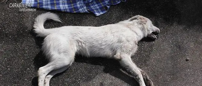 Cani avvelenati nel Catanzarese, indagini dei carabinieri per risalire agli autori