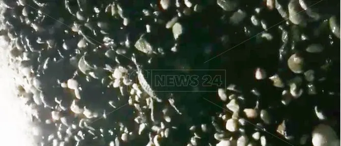 Spettacolo a Nocera, le tartarughe appena nate corrono verso il mare: il video