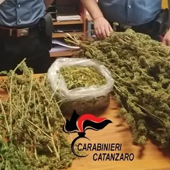 Catanzaro, due piante e quasi due chili di marijuana in casa: arrestato 30enne