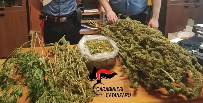 Catanzaro, due piante e quasi due chili di marijuana in casa: arrestato 30enne