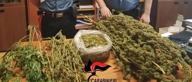 Catanzaro, due piante e quasi due chili di marijuana in casa: arrestato 30enne