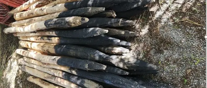 Rubava pali in un'azienda agricola del Catanzarese, denunciato per furto aggravato