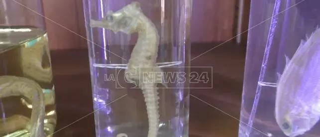 Soverato, museo didattico del mare: ecco tutte le iniziative previste per l’autunno