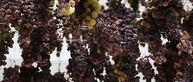 I presidi Slow food festeggiano 20 anni: porte aperte nelle aziende calabresi