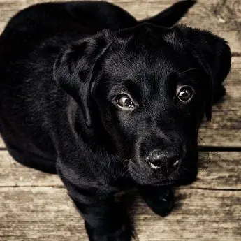 «Vediamo se abbaia ancora», cucciolo di cane ucciso con un calcio