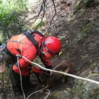 Cane cade in un dirupo nel Reggino, salvato dopo un intervento di otto ore