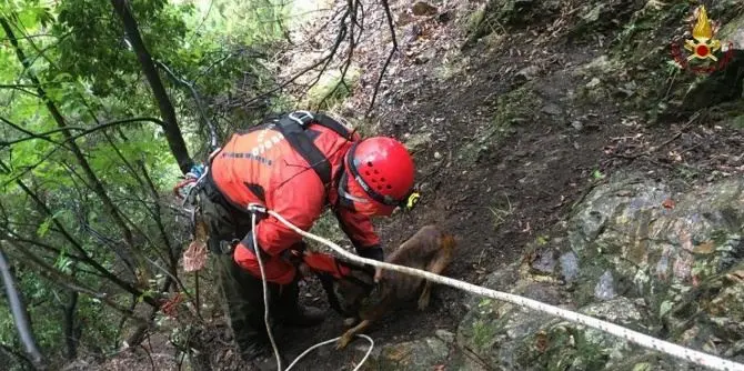 Cane cade in un dirupo nel Reggino, salvato dopo un intervento di otto ore