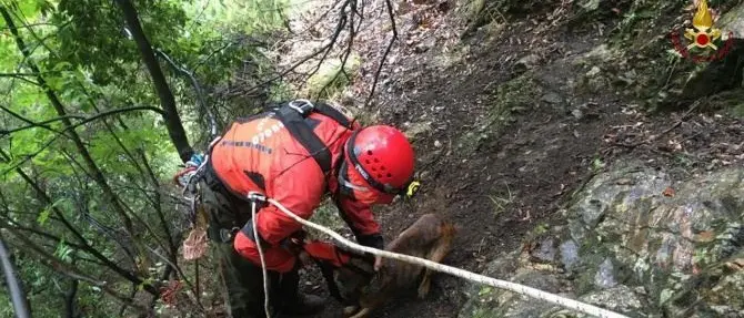Cane cade in un dirupo nel Reggino, salvato dopo un intervento di otto ore