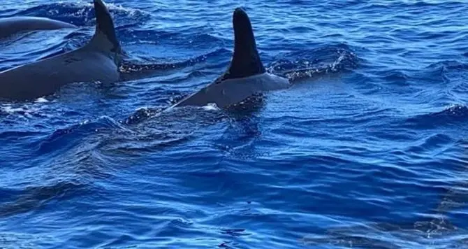 Spettacolo a Tropea, avvistato un branco di rare Pseudorche davanti al porto