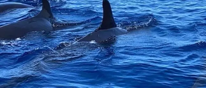 Spettacolo a Tropea, avvistato un branco di rare Pseudorche davanti al porto