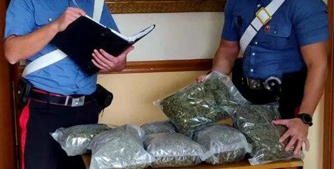 Rosarno, scoperte 26 piante di canapa e mezzo chilo di marijuana