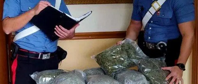 Rosarno, scoperte 26 piante di canapa e mezzo chilo di marijuana