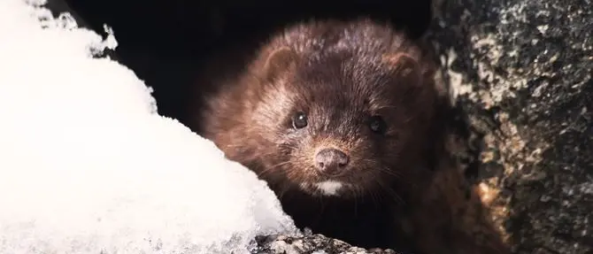 Covid, la Danimarca abbatte milioni di visoni: «Con loro il virus muta, potrebbero indebolire il vaccino»