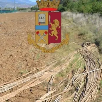 Altomonte, tentato furto di rame in un sito fotovoltaico