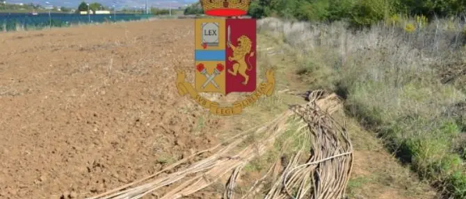 Altomonte, tentato furto di rame in un sito fotovoltaico