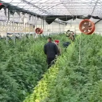 Maxi piantagione di marijuana in un vivaio a Sellia Marina, otto arresti