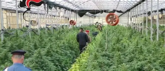 Maxi piantagione di marijuana in un vivaio a Sellia Marina, otto arresti