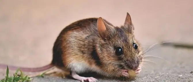 A Tropea una scuola chiusa, ma l'allarme Covid è falso: la colpa è di un topo