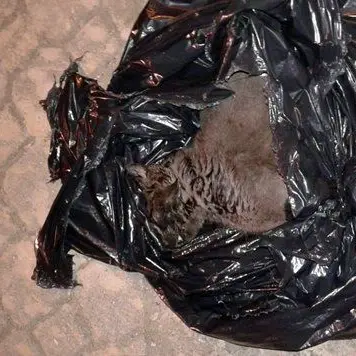 Lamezia, ancora un gatto ucciso: è il terzo in una settimana
