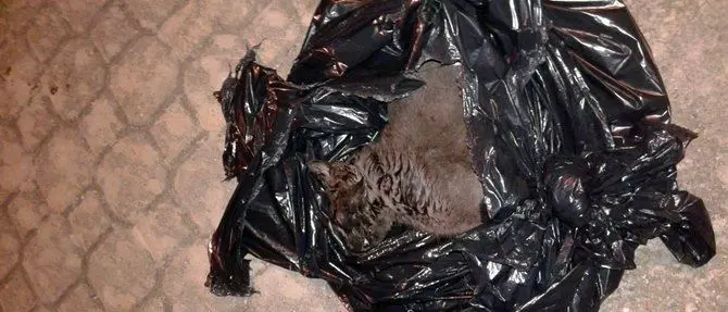 Lamezia, ancora un gatto ucciso: è il terzo in una settimana