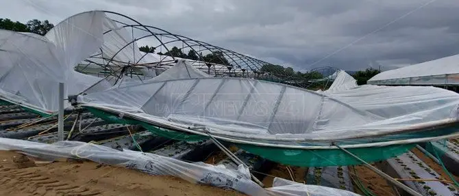 Violenta tromba d'aria si abbatte su Curinga, aziende agricole devastate