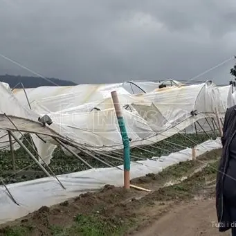 Curinga, tromba d’aria devasta aziende agricole. Gli imprenditori: «Mai visto nulla del genere»