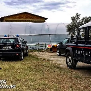 Mille piante di marijuana nel Reggino, arrestata un'intera famiglia a Bovalino