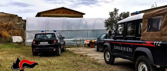 Mille piante di marijuana nel Reggino, arrestata un'intera famiglia a Bovalino