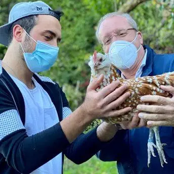 Galline e polli in passarella, l'allevamento di Francesco è un tripudio di colori