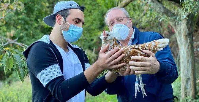 Galline e polli in passarella, l'allevamento di Francesco è un tripudio di colori