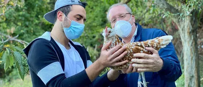 Galline e polli in passarella, l'allevamento di Francesco è un tripudio di colori