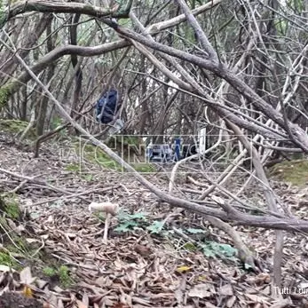 Si scava nei boschi delle Preserre vibonesi alla ricerca di un cadavere