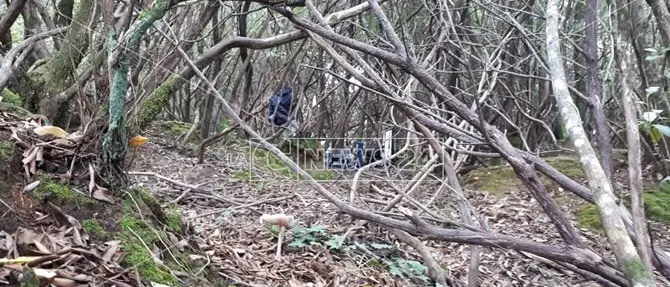 Si scava nei boschi delle Preserre vibonesi alla ricerca di un cadavere