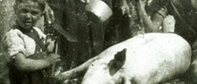 “Scannari u porcu”, l’uccisione del maiale nella tradizione calabrese