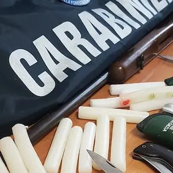 Incendi estivi nel Cosentino, arrestato il responsabile
