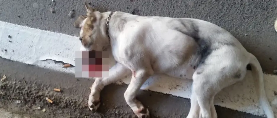 Randagismo: «Cotticelli ci lascia senza piano strategico. Da dicembre senza la sua firma»