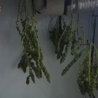 Corigliano-Rossano, producevano marijuana in casa: arrestata coppia