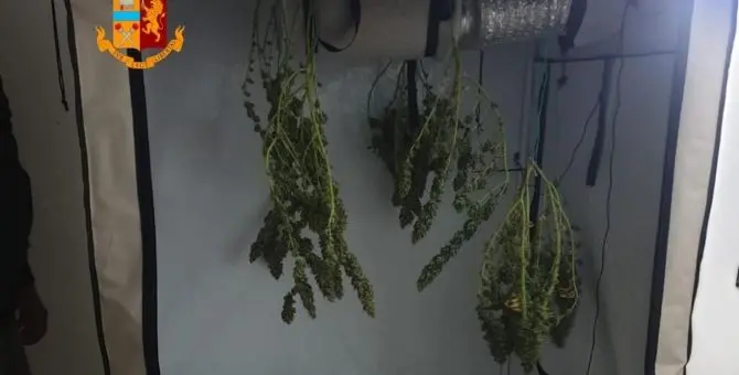 Corigliano-Rossano, producevano marijuana in casa: arrestata coppia