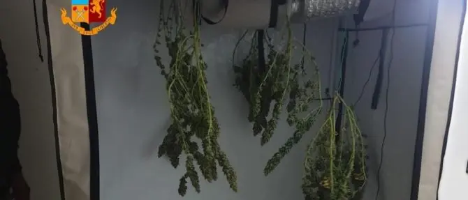 Corigliano-Rossano, producevano marijuana in casa: arrestata coppia