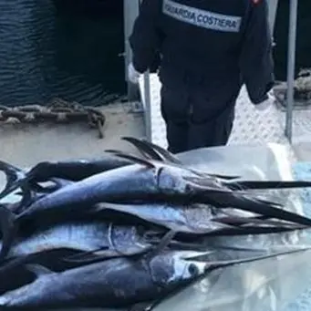 Reggio Calabria, sequestrati oltre cento piccoli esemplari di pesce spada