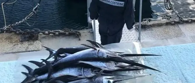 Reggio Calabria, sequestrati oltre cento piccoli esemplari di pesce spada