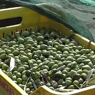 Agricoltura, dalla Regione altri 7 milioni per gli imprenditori calabresi